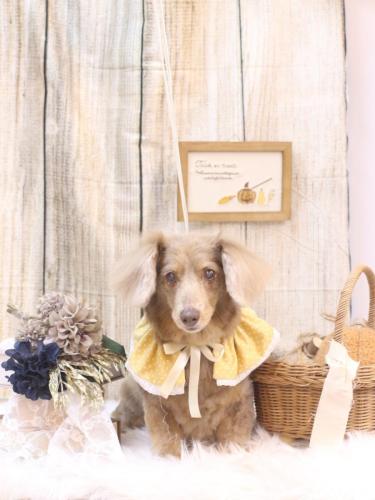 20241026桃ちゃん